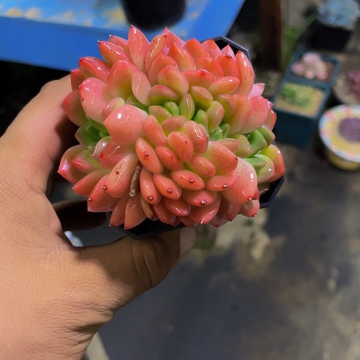厚梦缀化一物一拍