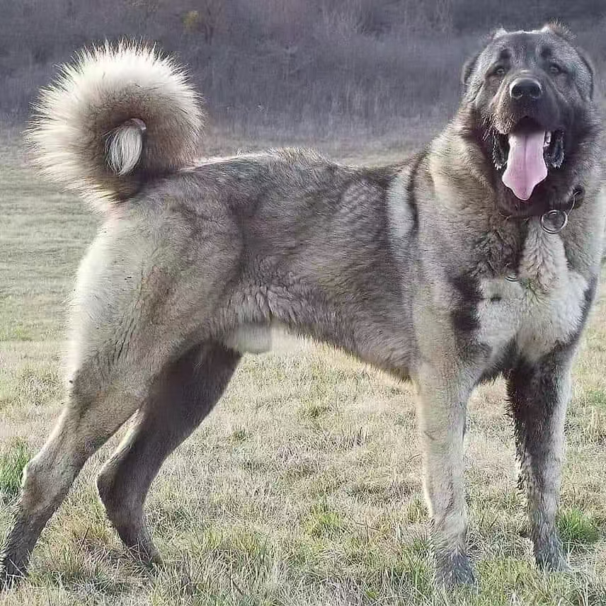 (瑞辉犬舍）T狗狗活体