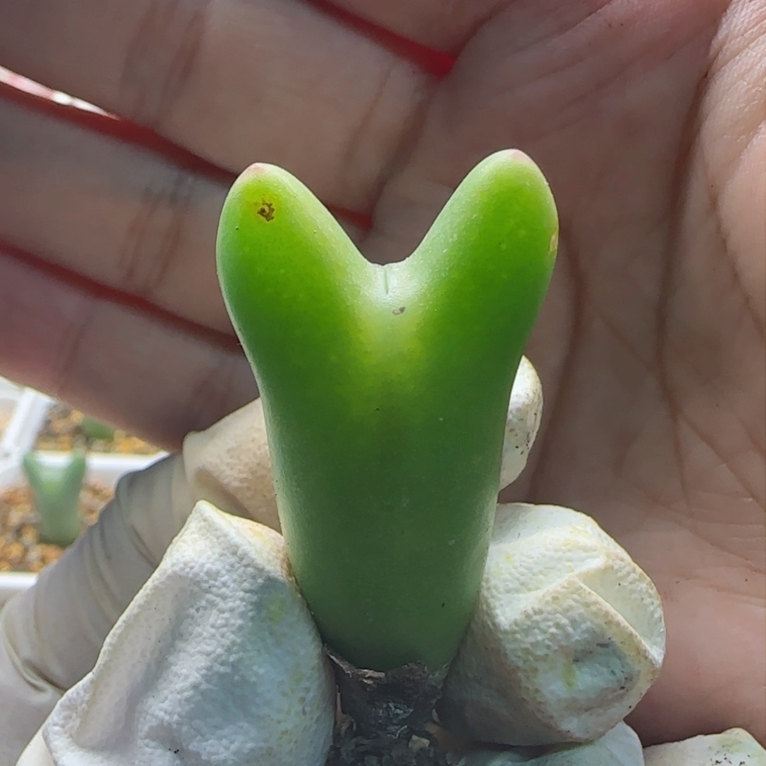 2-16-120上新超美皮卡丘多肉