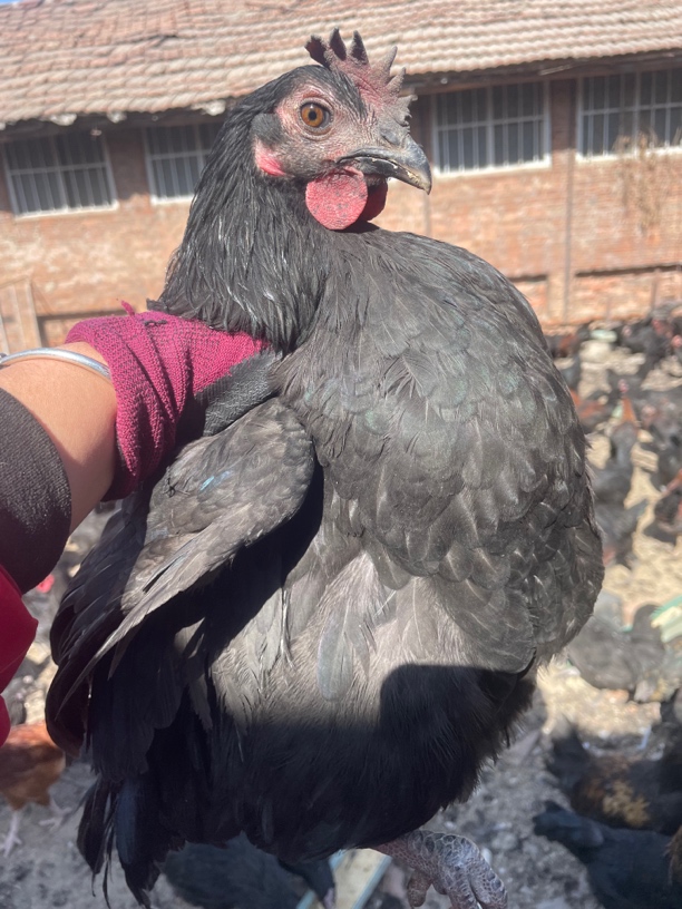 放养五黑鸡肉 质细嫩黑毛黑皮黑骨黑内脏5只1.5斤左右包邮