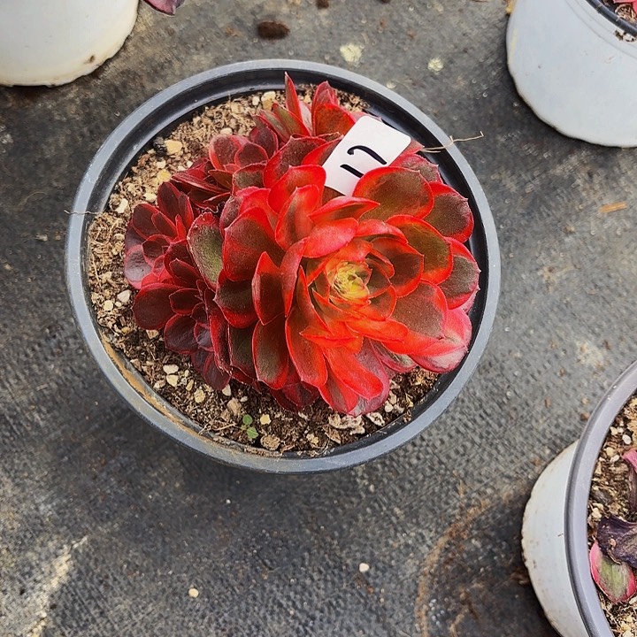 容**开17多肉植物植物植物植物植物植物