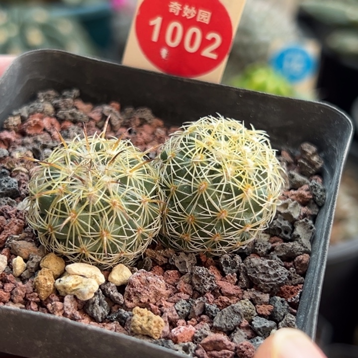 实生双头顶花圣雄丸一棵