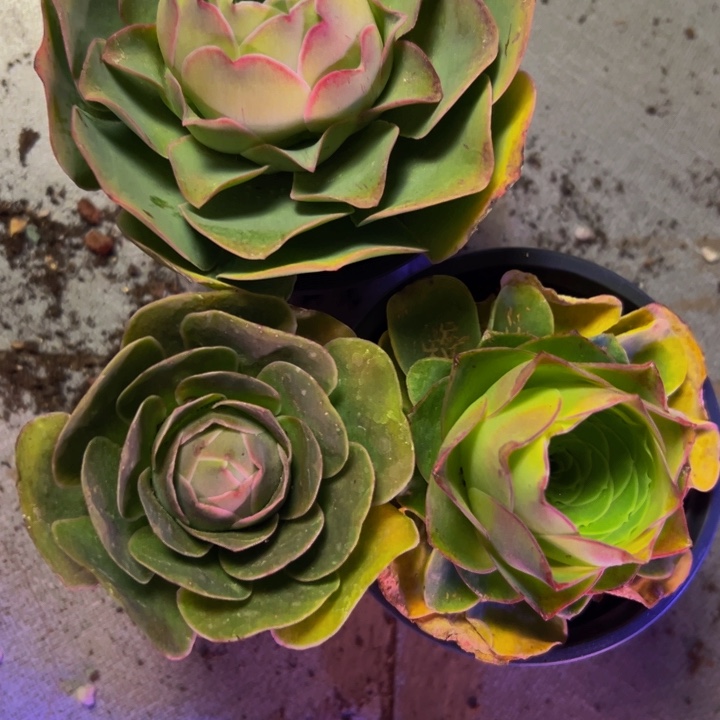 精品帕系山地玫瑰