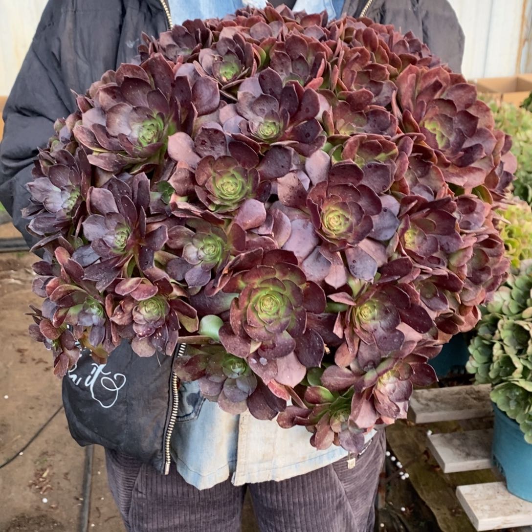 不开花植物万圣节多肉1颗多肉