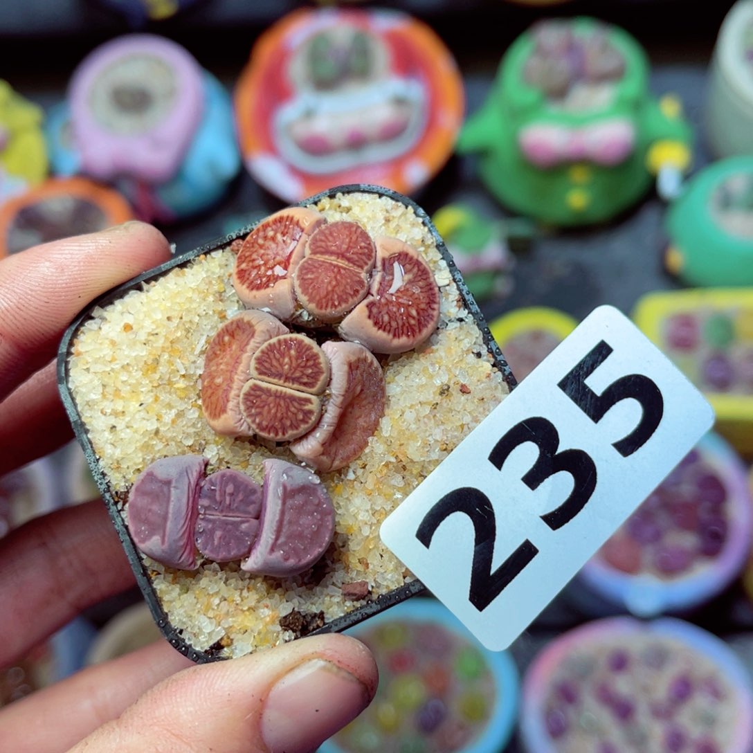 235生石花带盆发