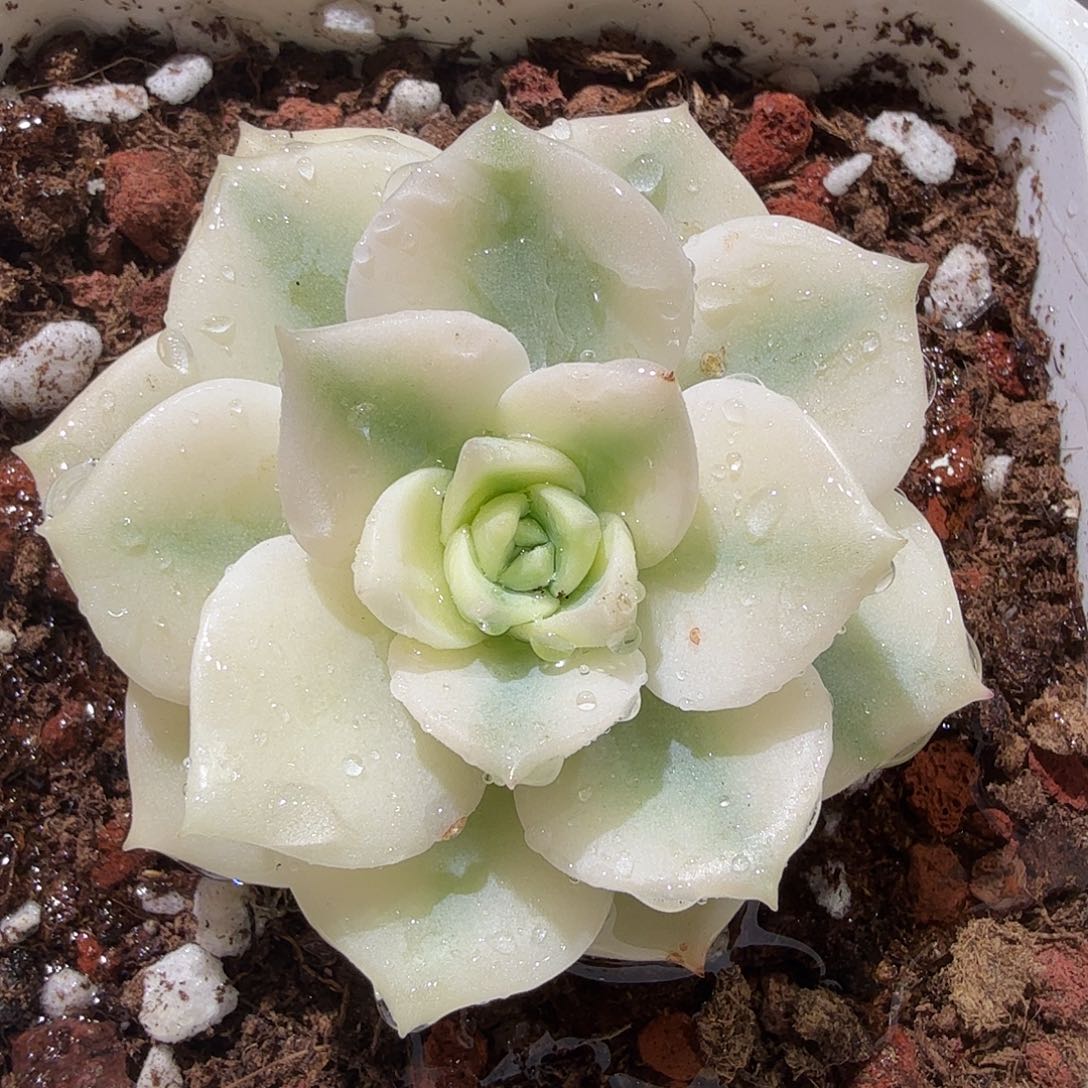 白牡丹锦，多肉植物