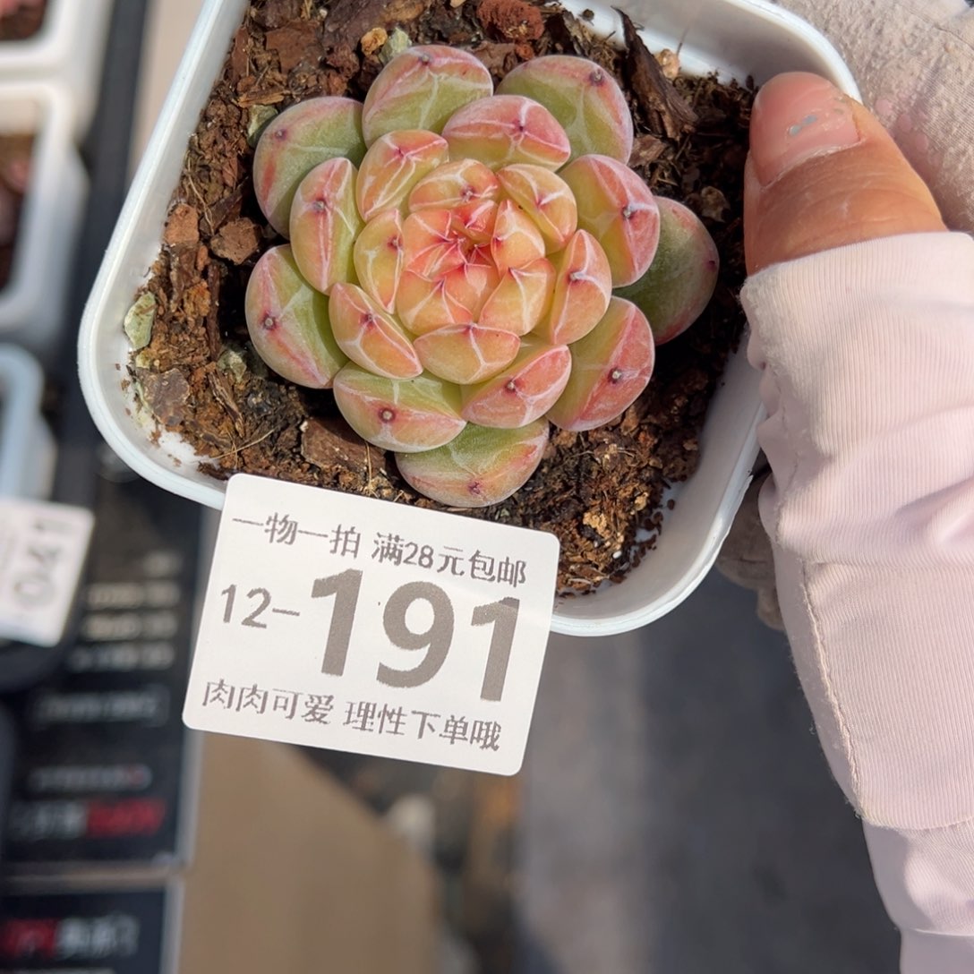 雪花珍妮多肉多肉多肉多肉多肉