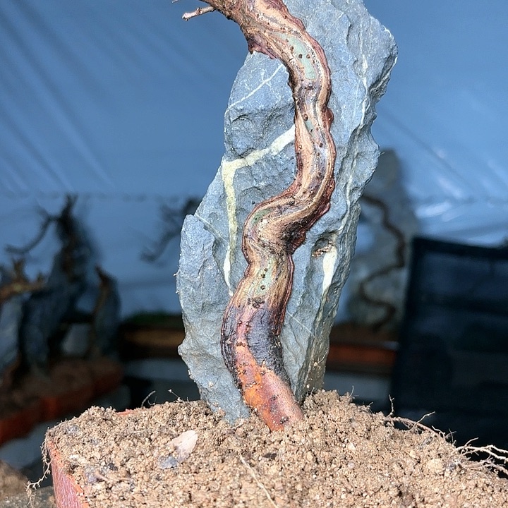 无花朵售出不退不换