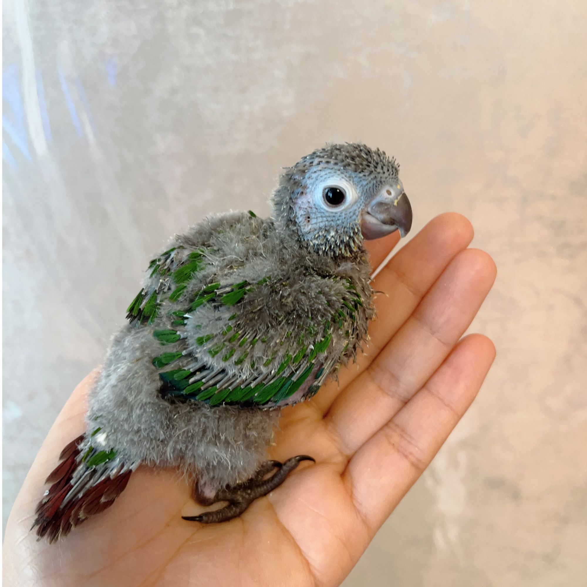 亲人黏人鹦鹉雏鸟活体鹦鹉一物一拍