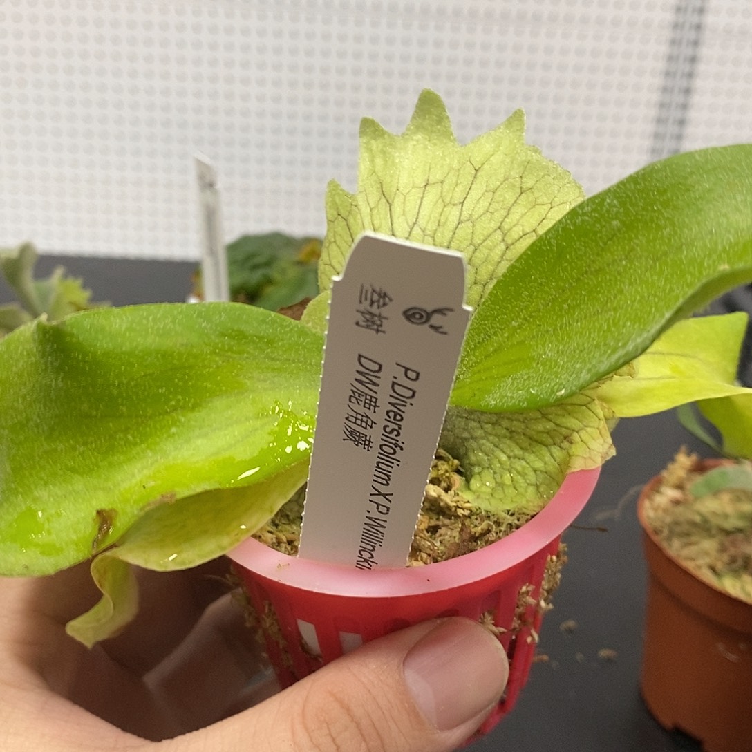 无花朵DW鹿角蕨鹿角蕨