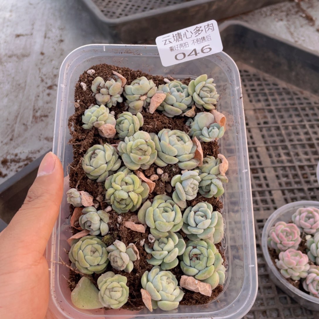 云糖心多肉植物46