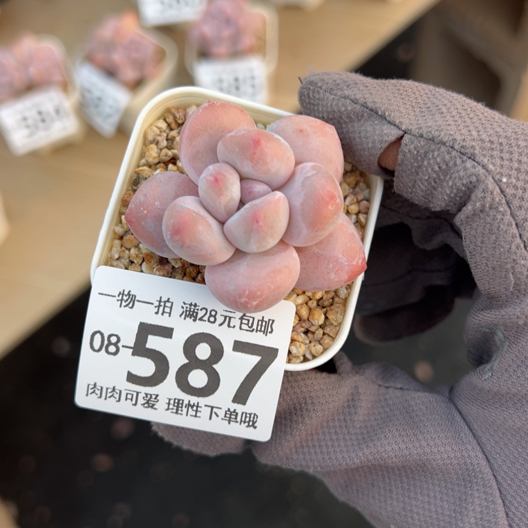 香水奶多肉多肉多肉多肉