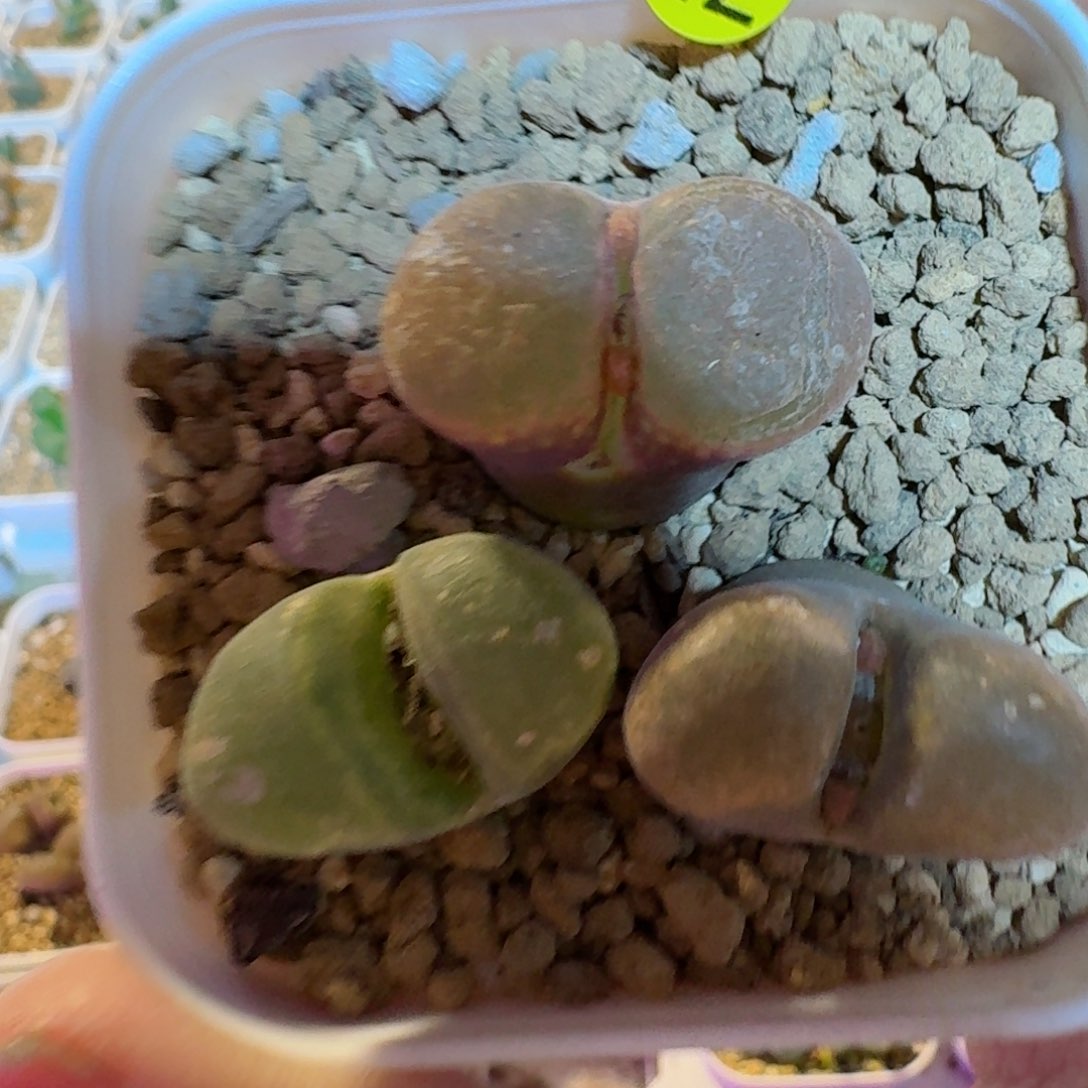 ?****?42........多肉........