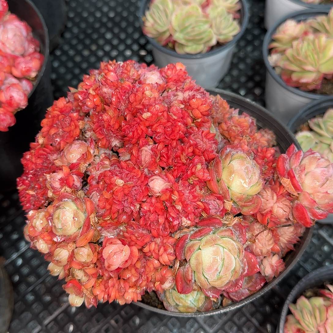 从前慢花园精选奶油贝瑞