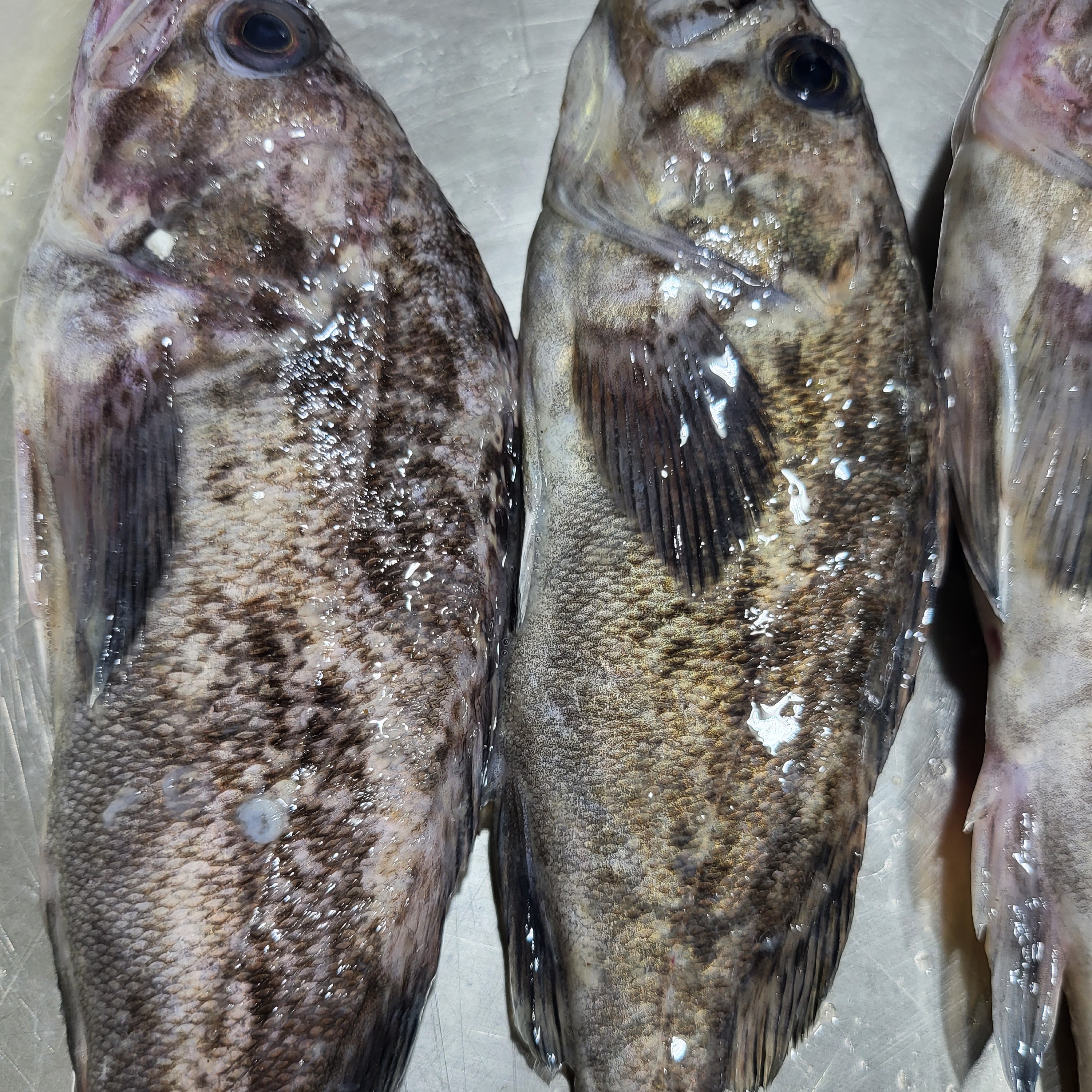 大连岛里野生黑鱼 黄鱼4斤（4-5条/斤） 顺丰包邮