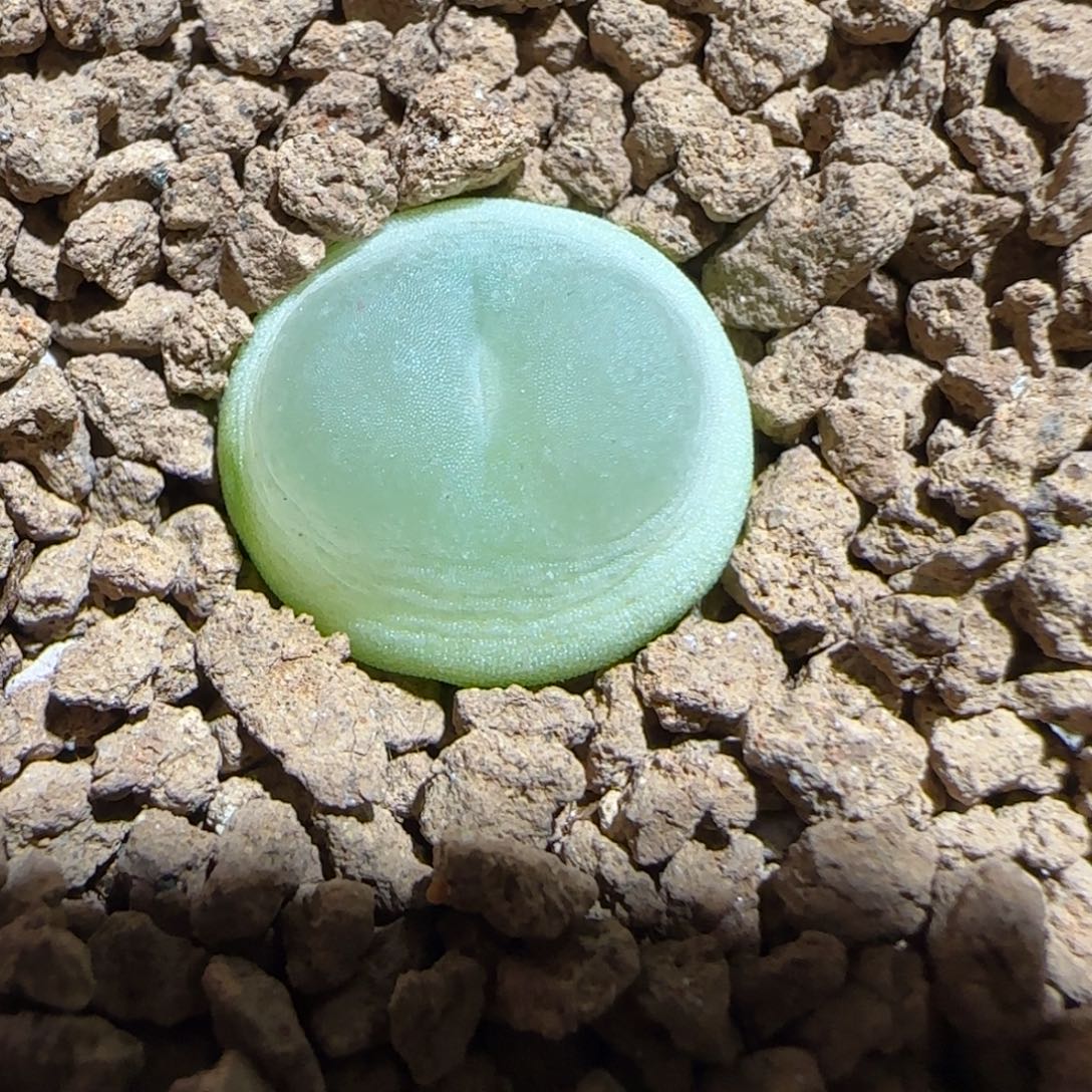 肉锥多肉植物组合-日式拉登158