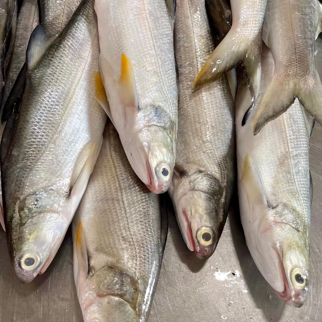 海捕马友鱼  午笋天然野生  鲜活速冻  顺丰发货