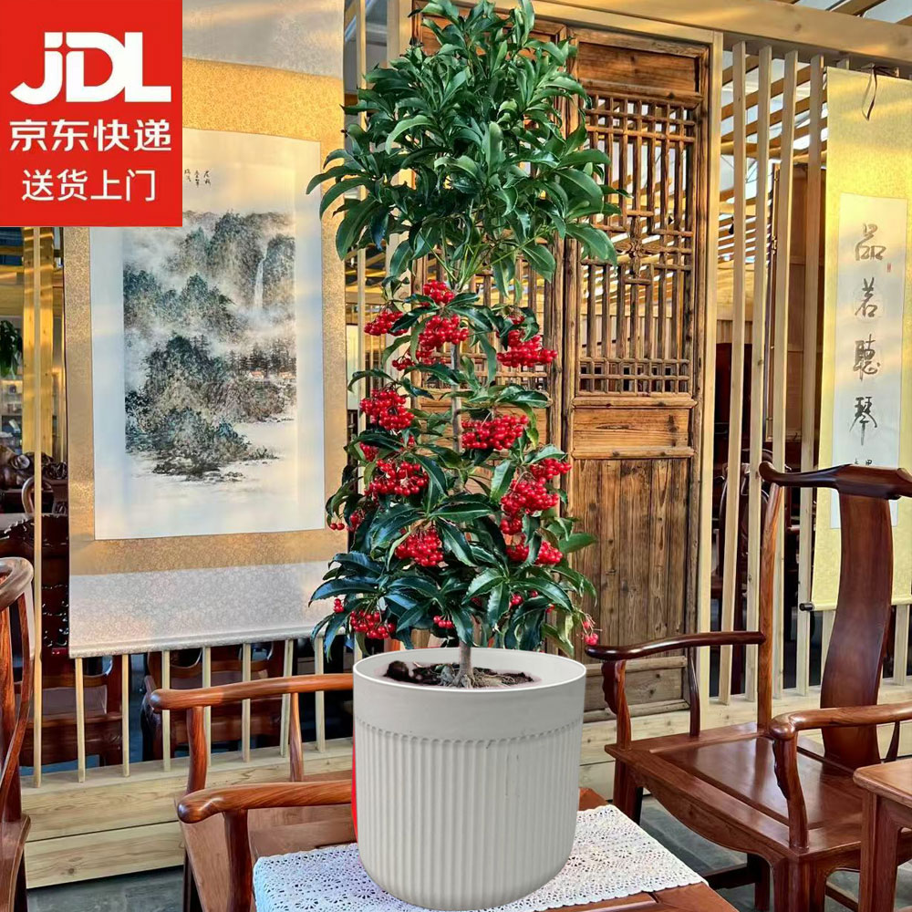 【京东包邮】黄金万两富贵籽网红爆款绿植提升家具格调带盆65-80cm