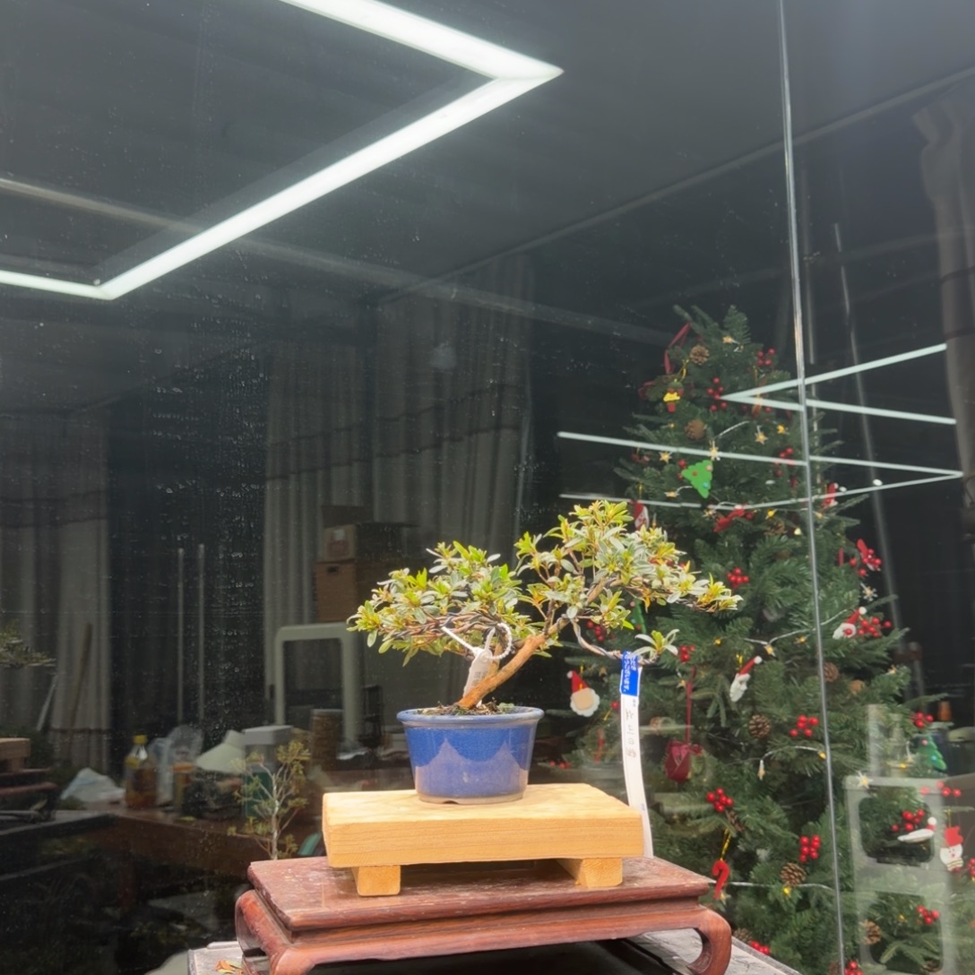 钱****无花朵花卉苗木花卉苗木