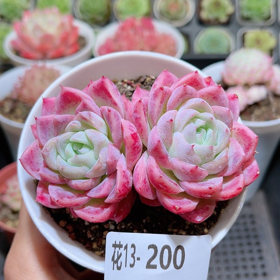 花利美13-200孤星