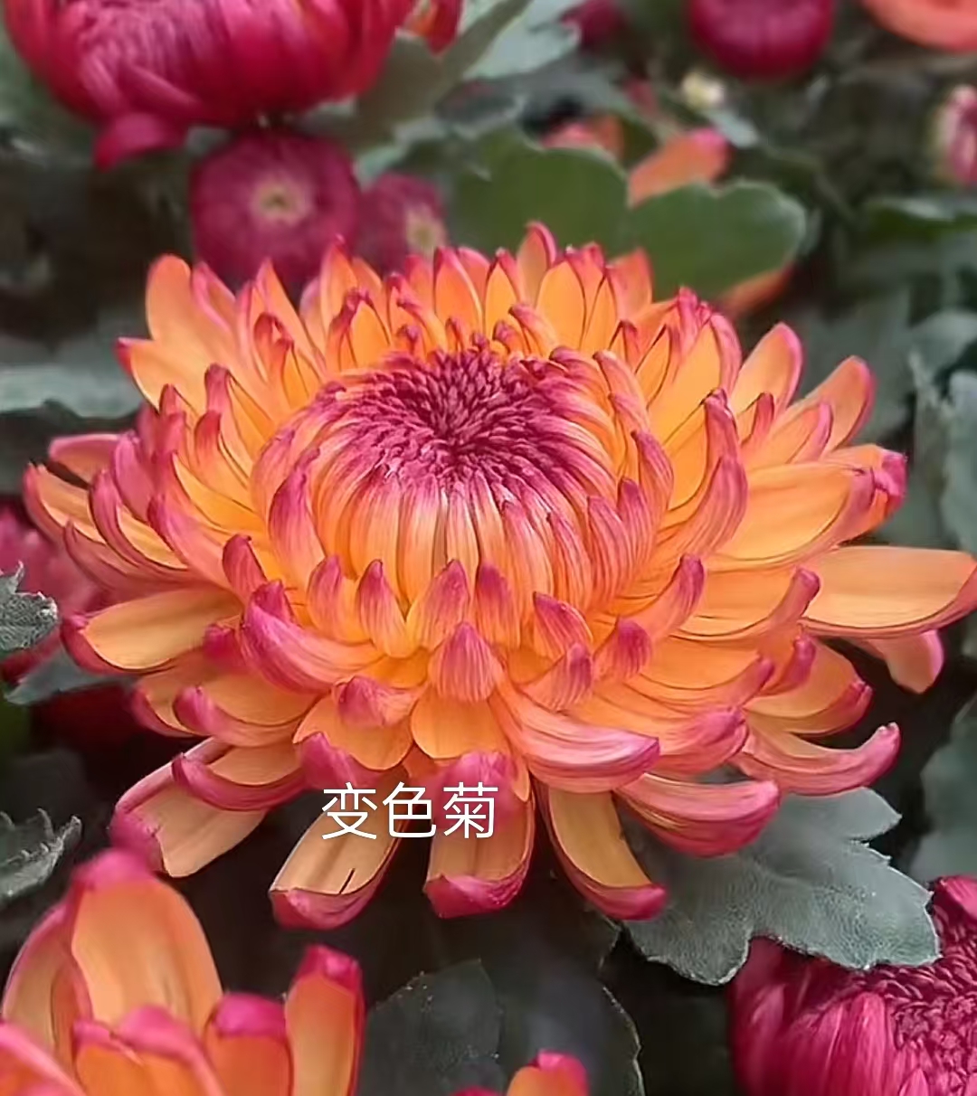 【变色菊】 （带花苞）多本菊  耐寒耐热 花园阳台庭院室内室外