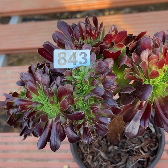 冰***橙多肉植物一个欧若拉843