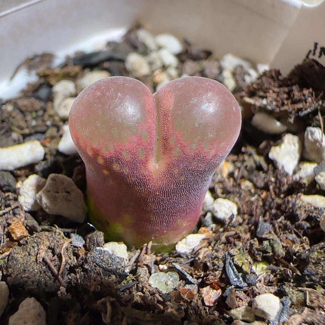 肉锥多肉植物组合-50km肯哈德有疤1074