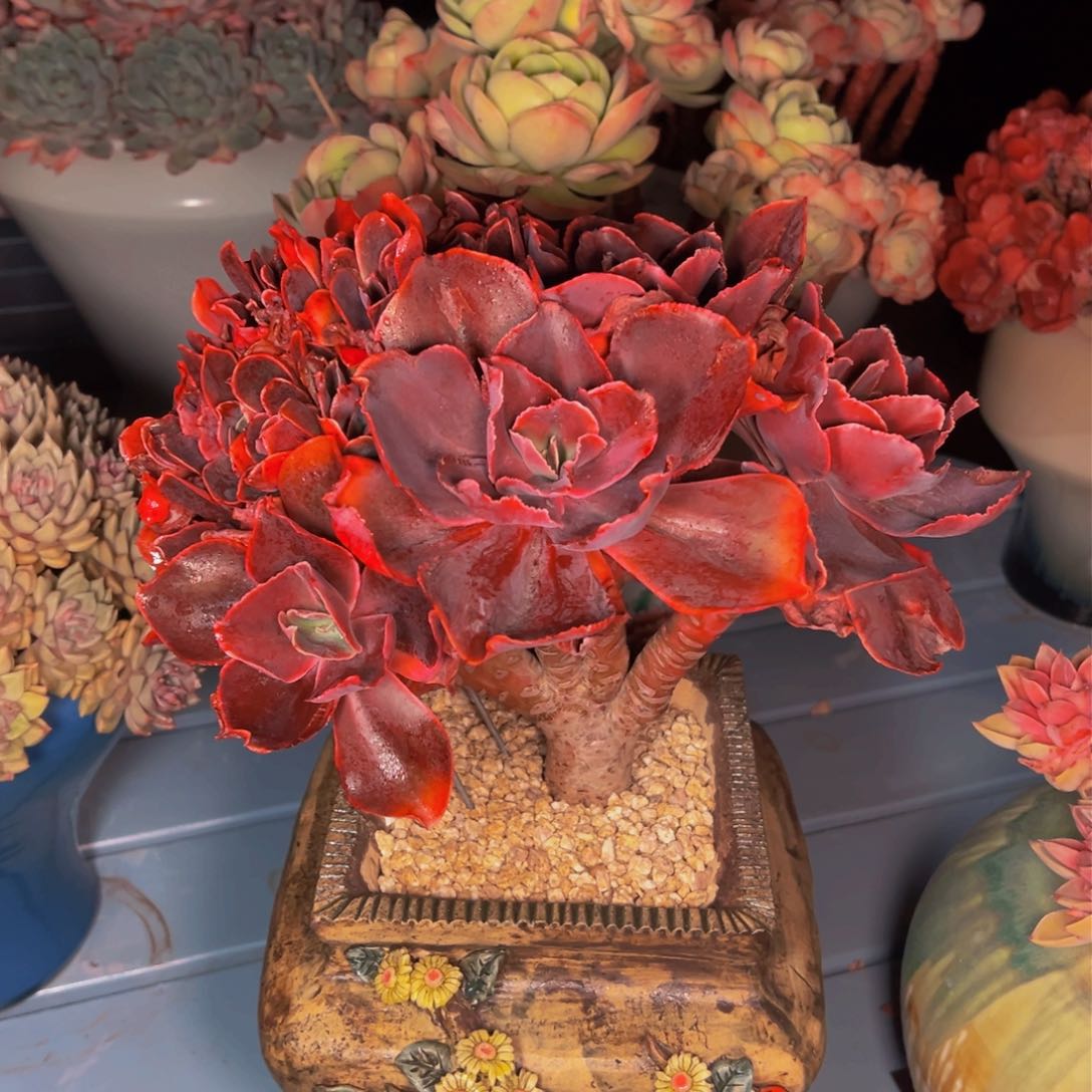 ?*然多肉植物保护研究所