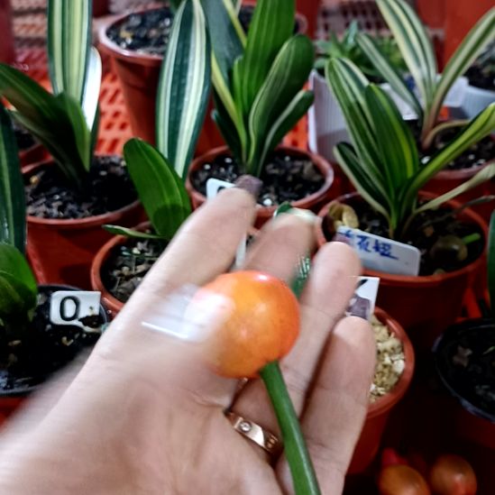 有***缘君子兰一物一拍谢谢