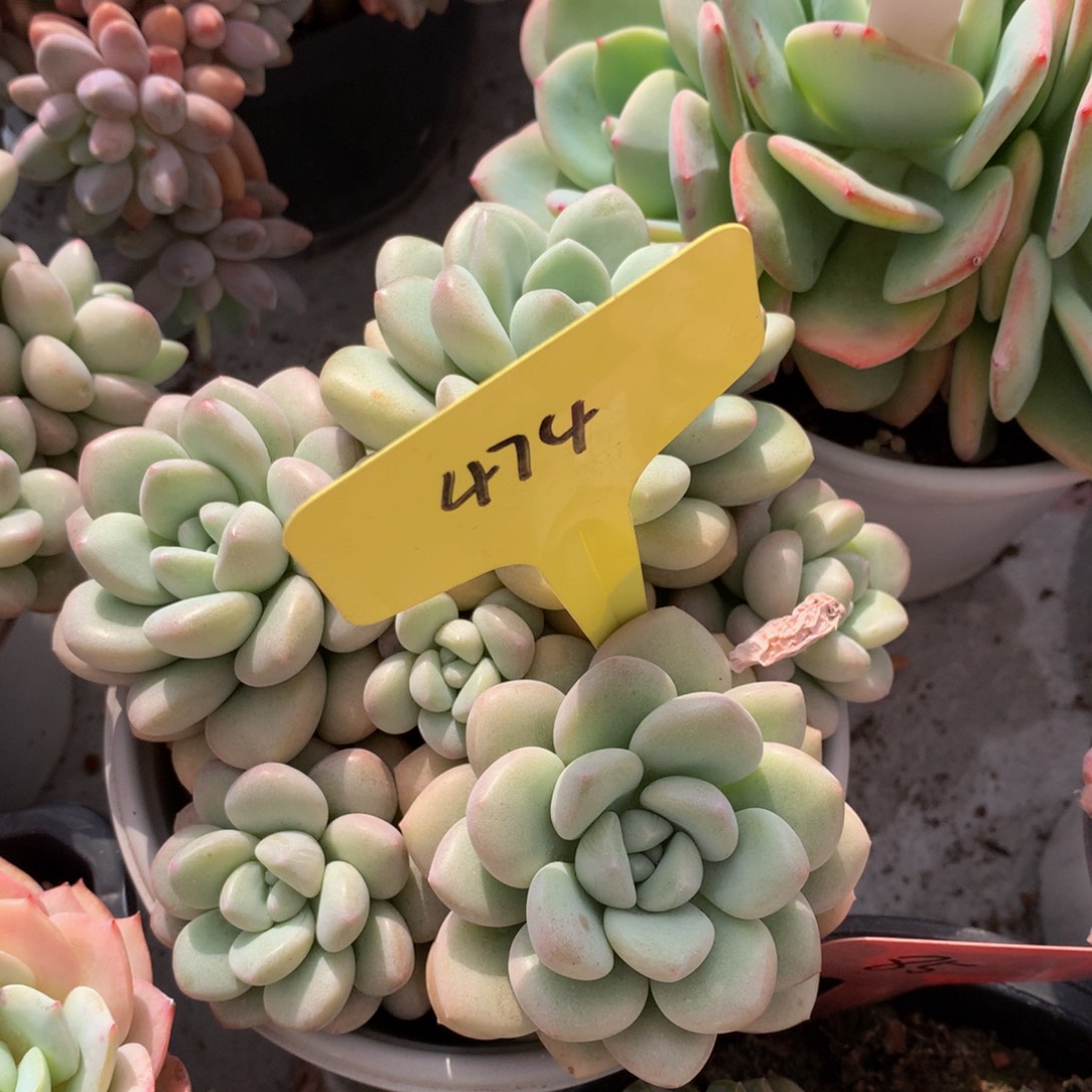 泡泡糖6262626262626