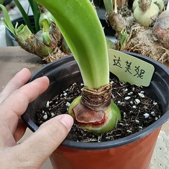 无花朵达芙妮5.5带盆土发货