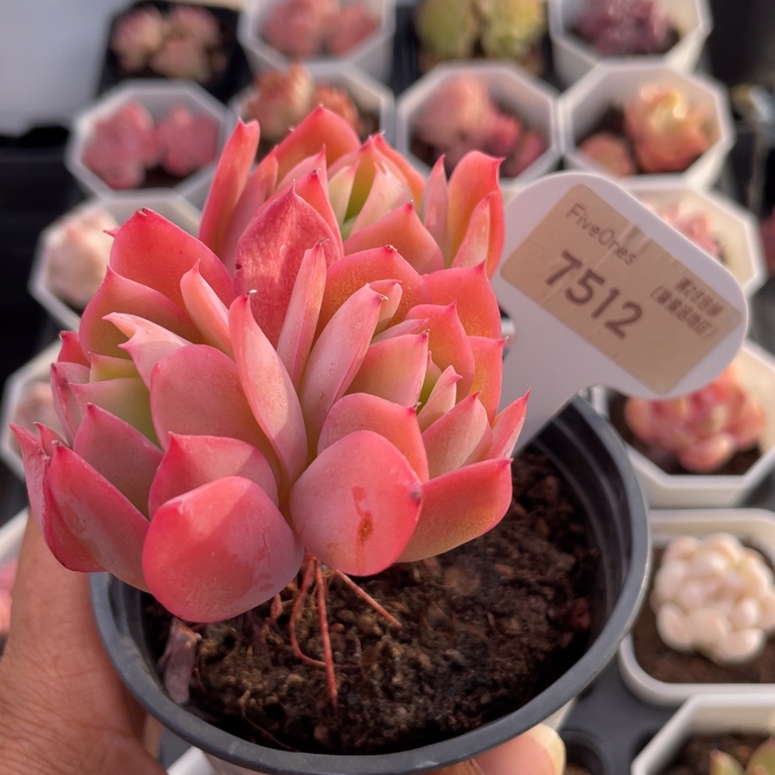 绮罗7512-8.0厘米