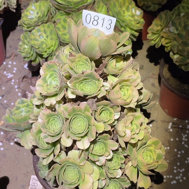 多肉植物法师813欣尼亚
