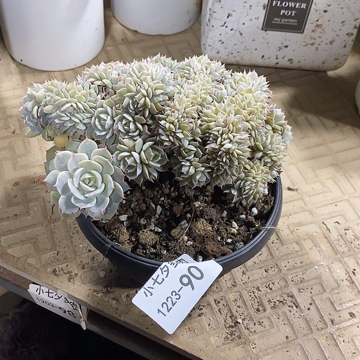 是***啊小七夕多肉雪域蓝巴黎缀90