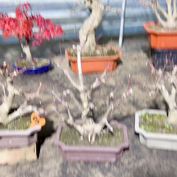 *****无花朵枫树……枫树