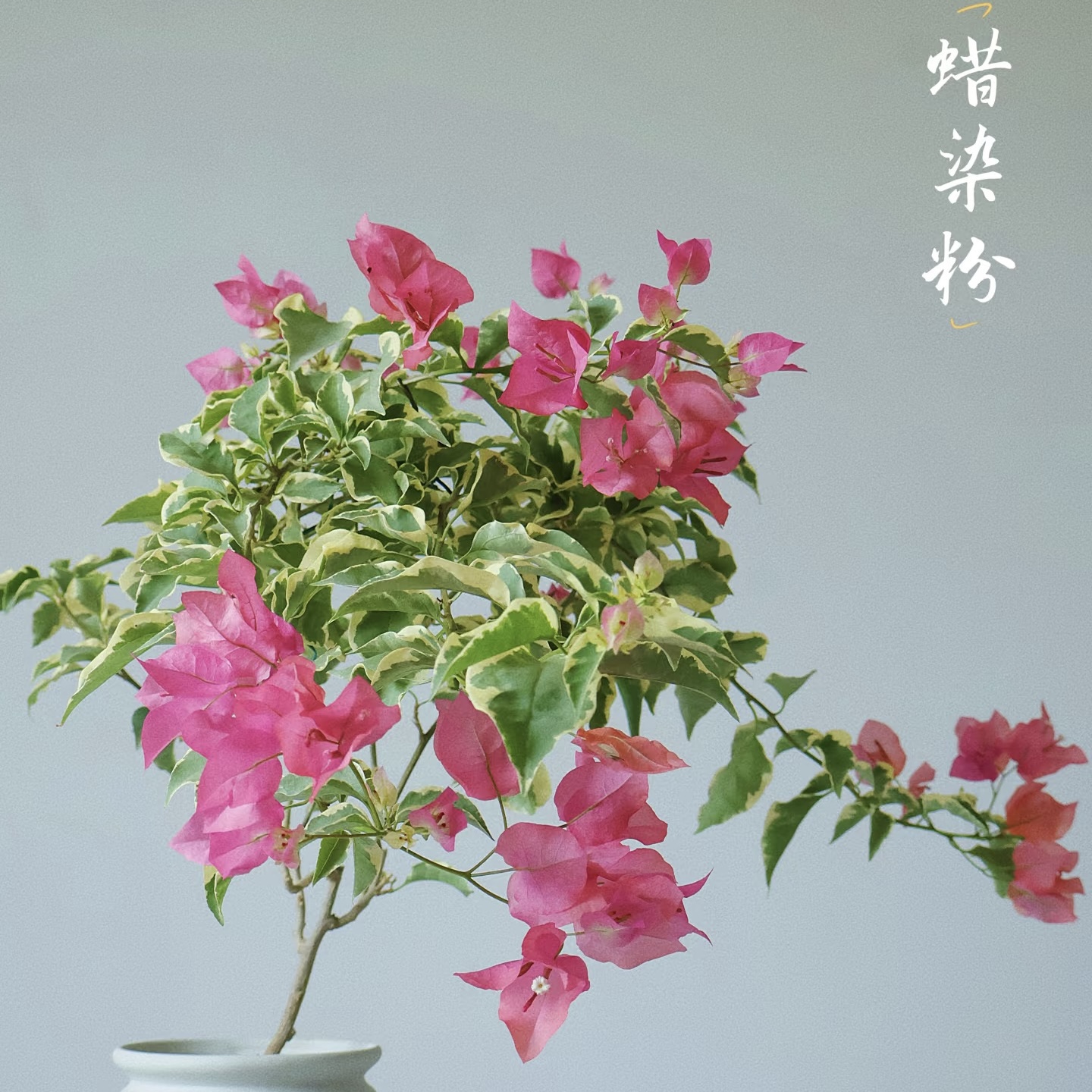 【蜡染粉】超新勤花品种原盆原土带花带叶基地直发