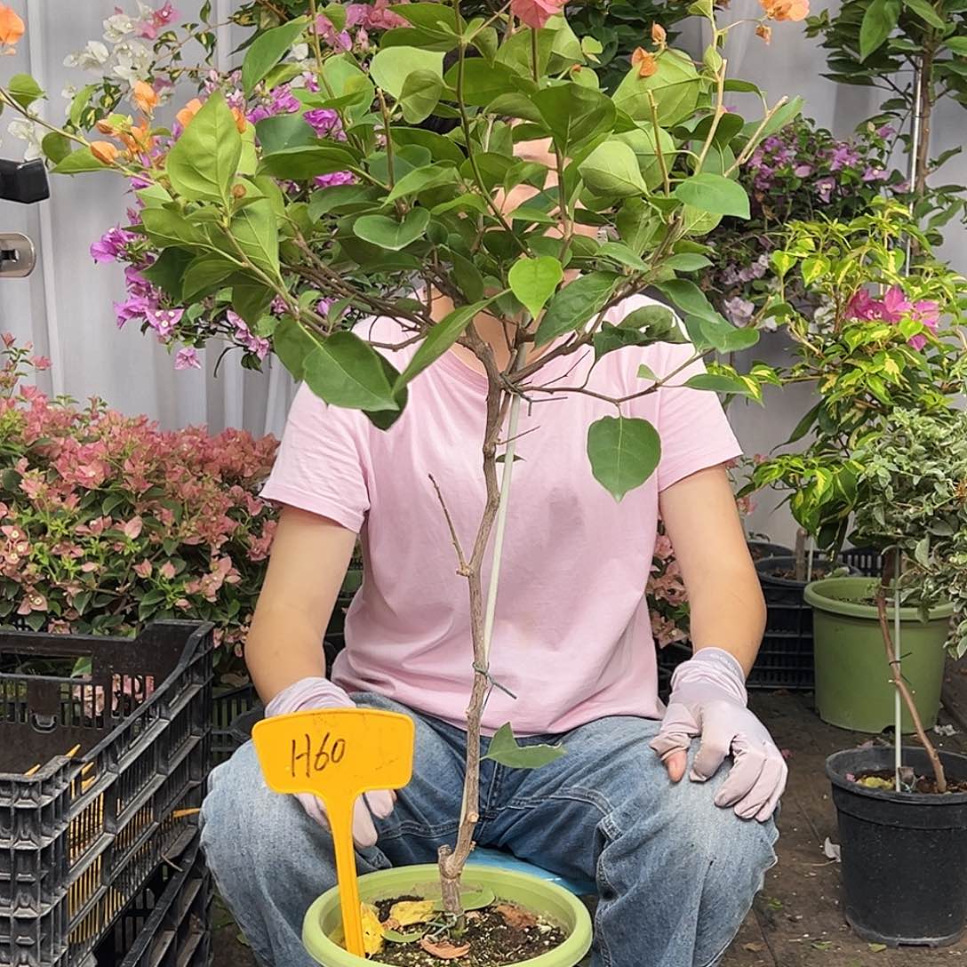 窗***朵当前无花栽培后可以开花H60波妹