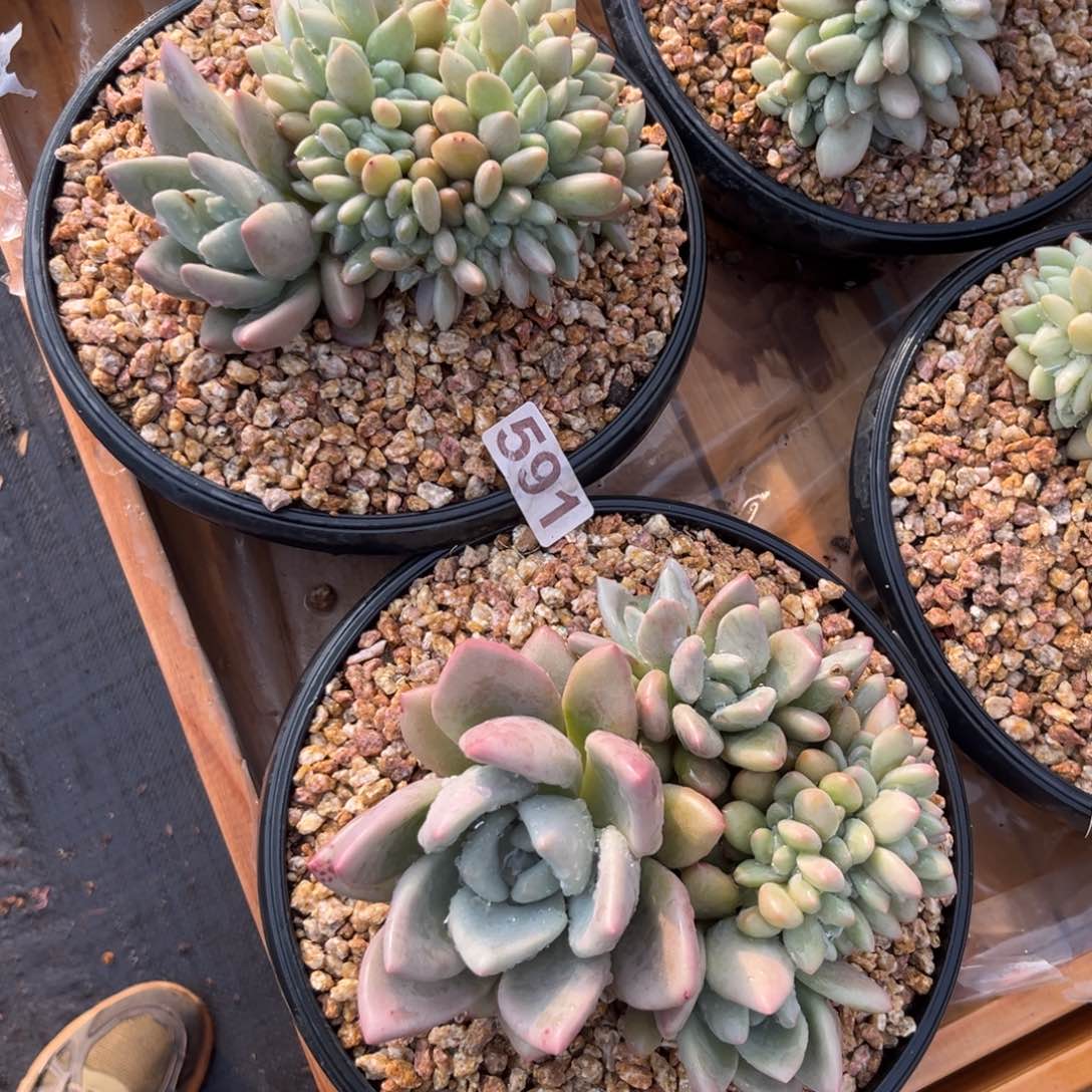 多肉植物桃花源缀化591