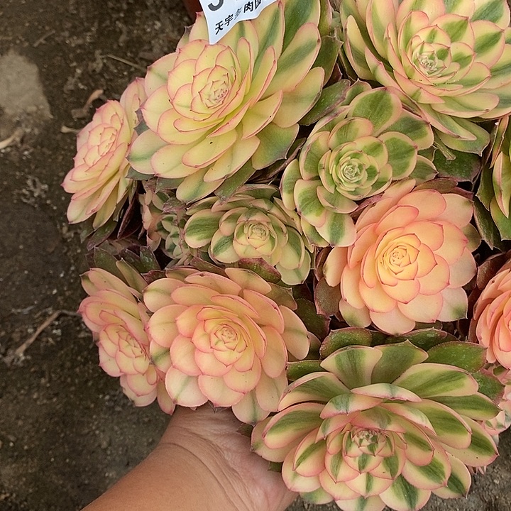 多肉植物荔枝191多肉