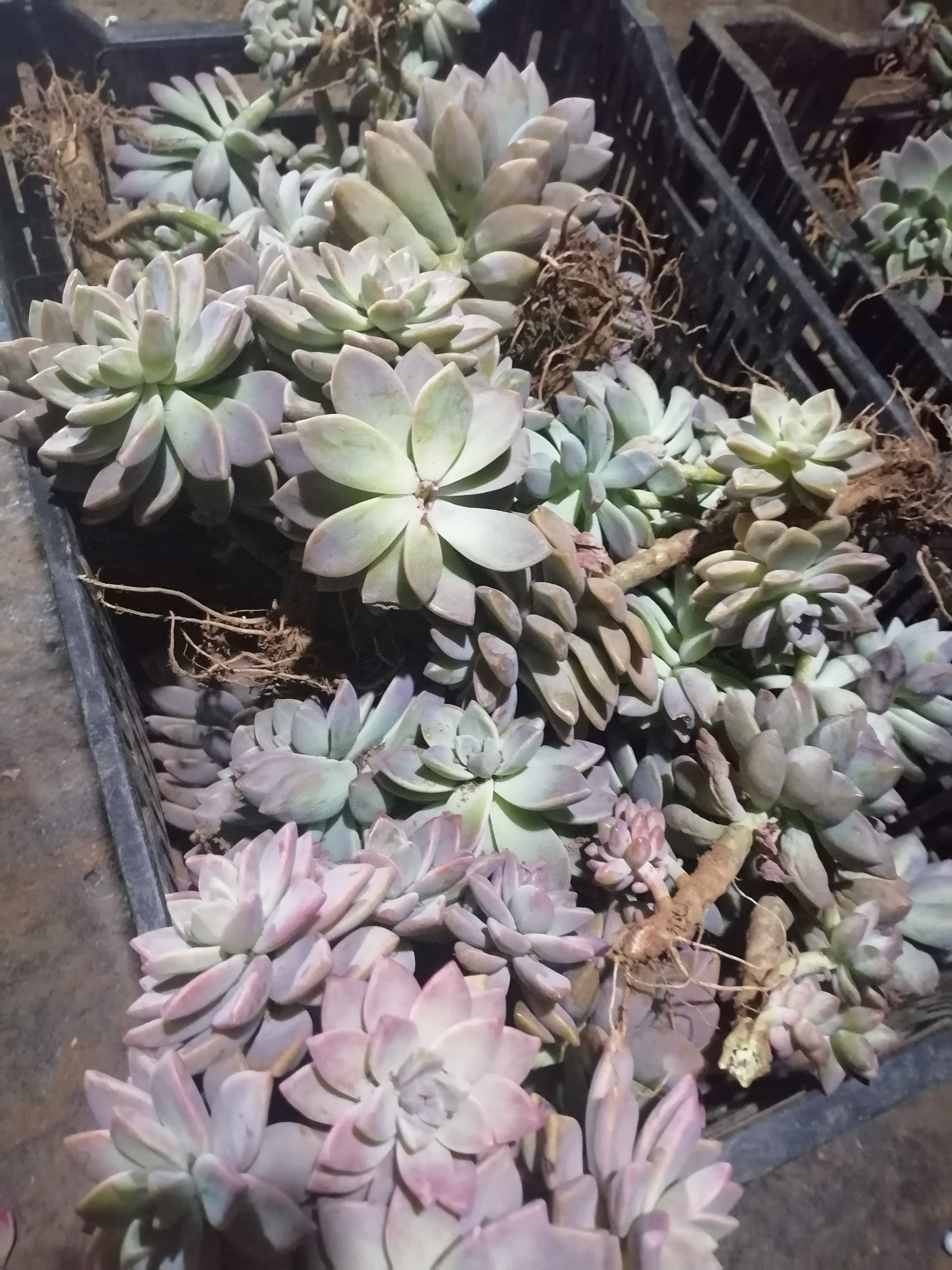 地栽淡雪带缀化装箱（包邮不包损）