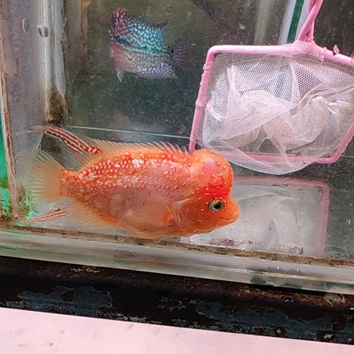 罗汉鱼222222222222