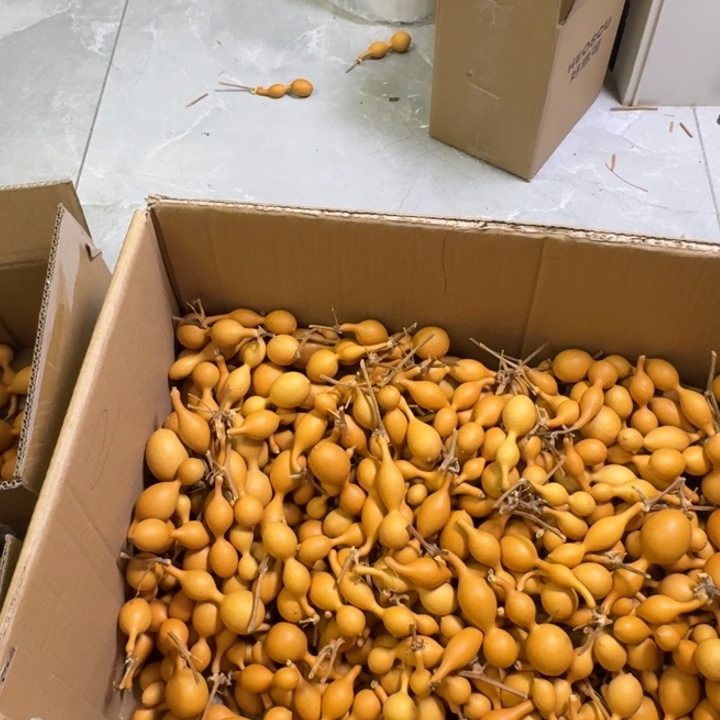 福***菇精品手把蚂蚁肚葫芦