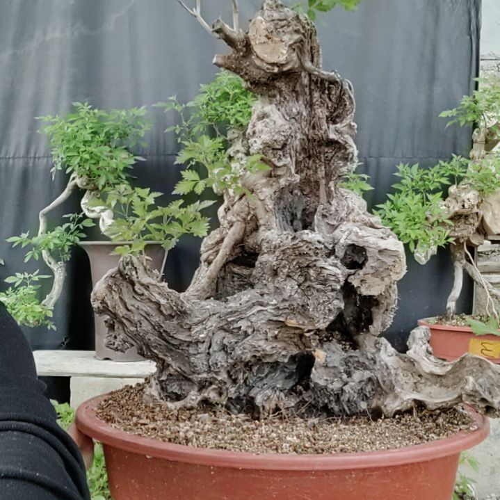 用****6黄荆盆景黄荆盆景
