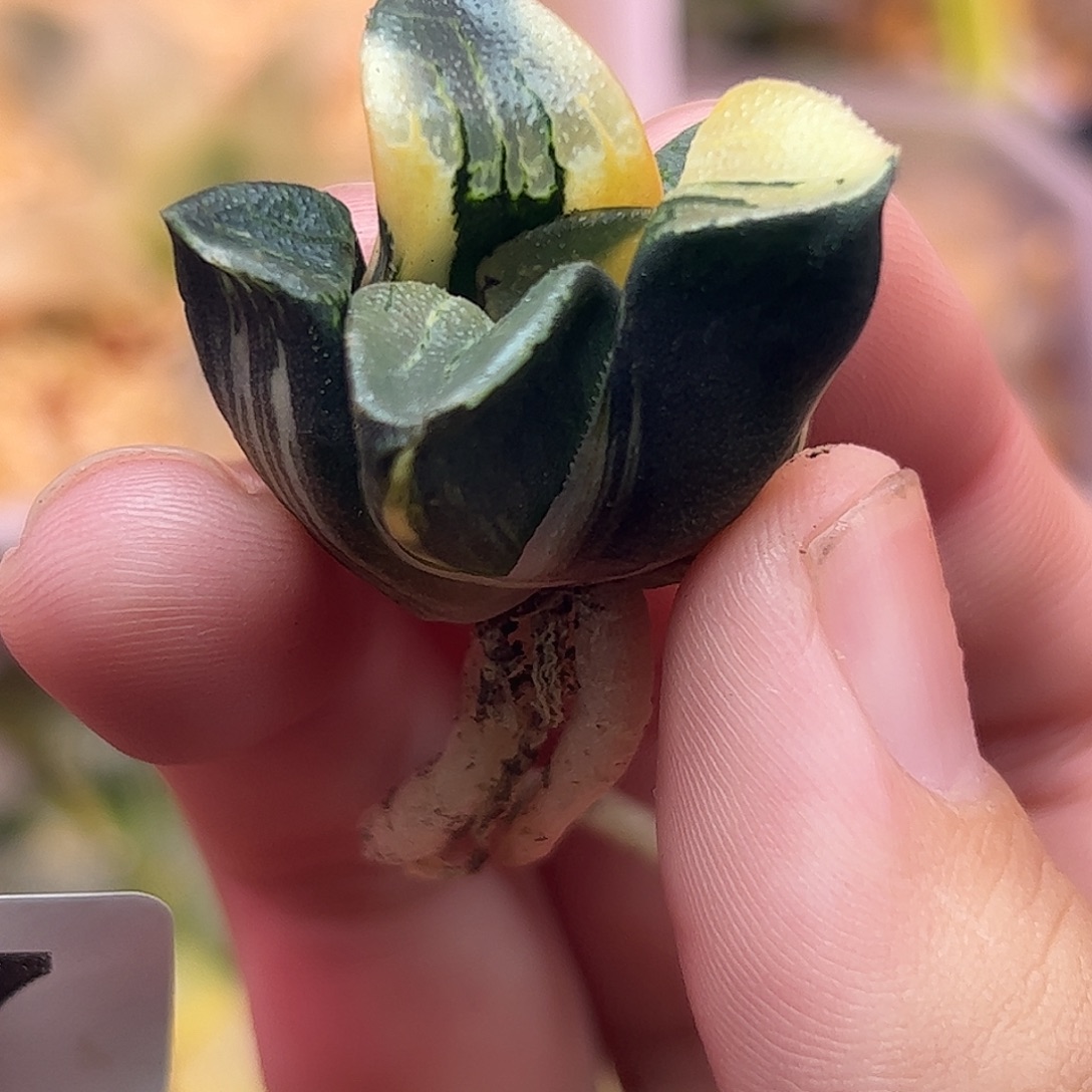 花影锦十二卷多肉8点7