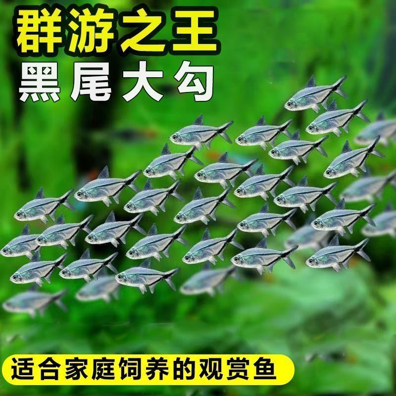 黑尾大勾群游观赏鱼小型活体热带淡水好养草缸混养