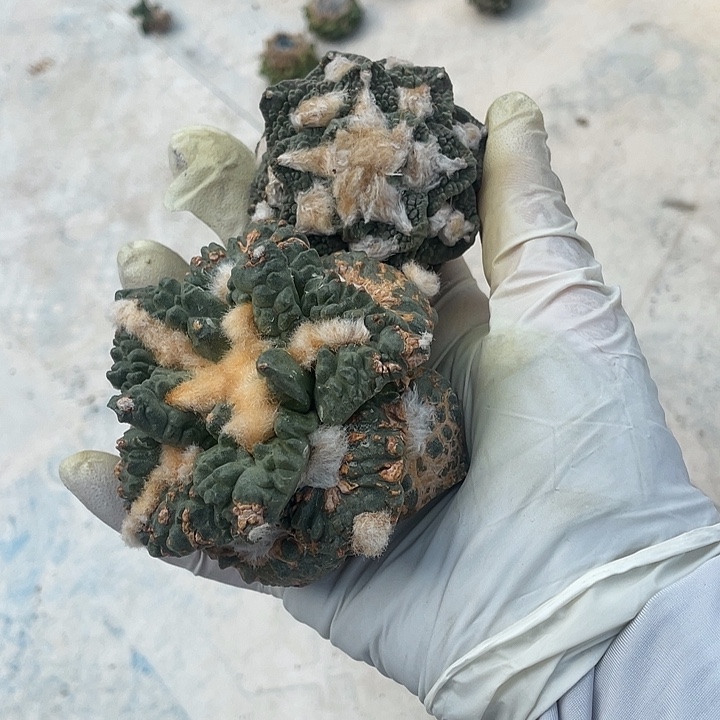 自根牡丹2棵特价不退换