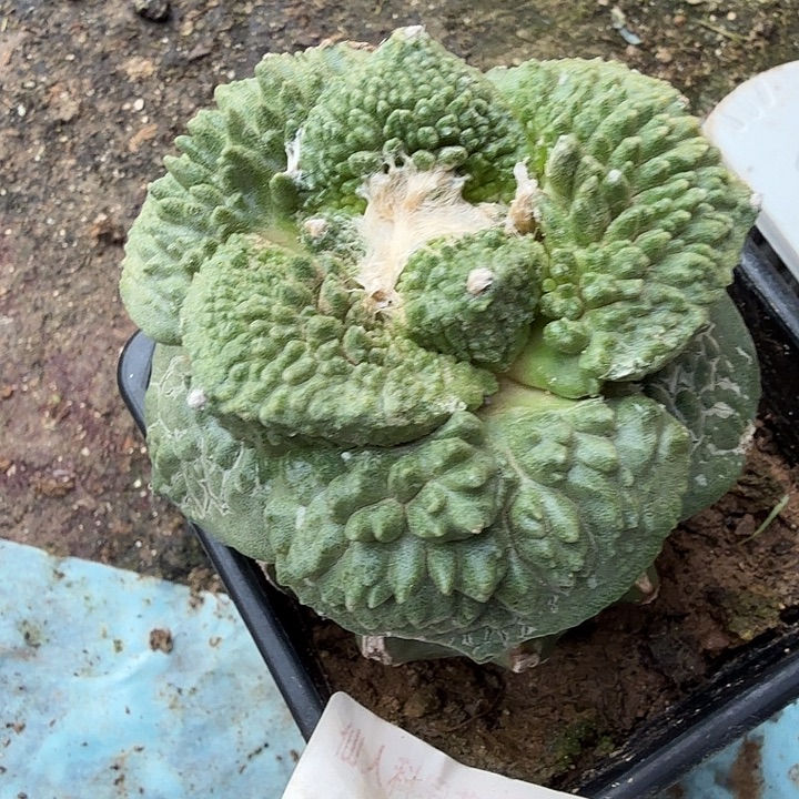 无花朵175超大尤哥怒牡丹东三