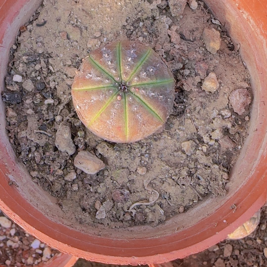 缺***王块根植物块根植物