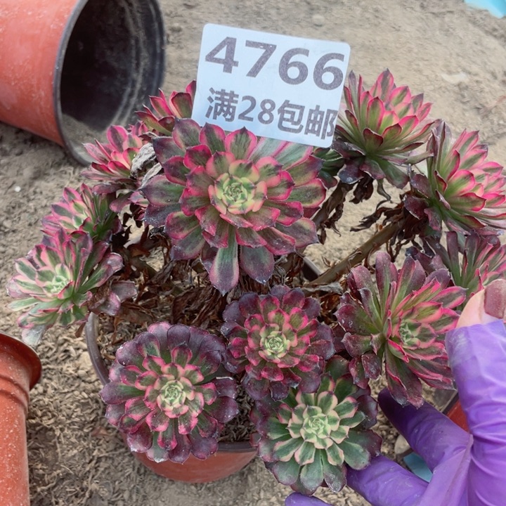 4766一号棚舞天姬