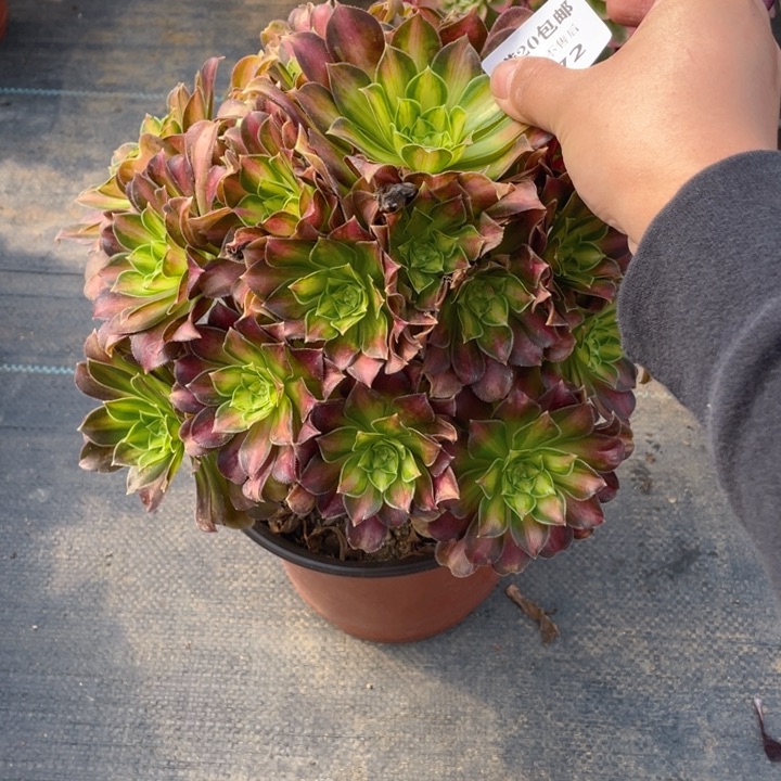 472韶华法师多肉断枝不售后